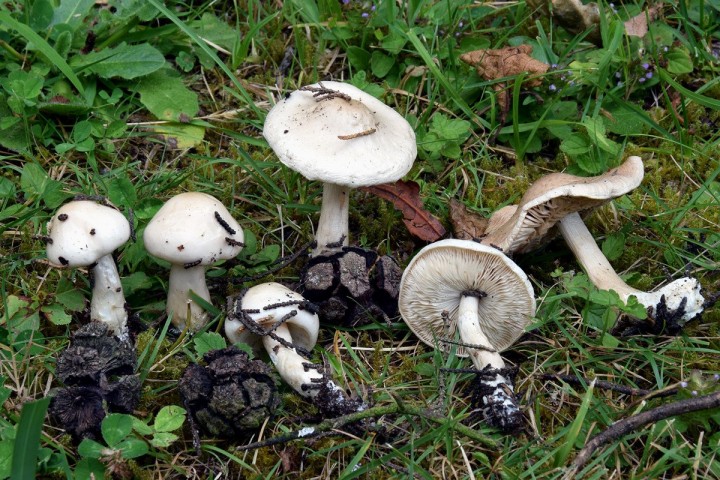 DSC_1704.jpg