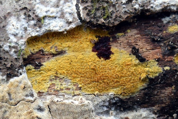 DSC_1753_KOH.jpg