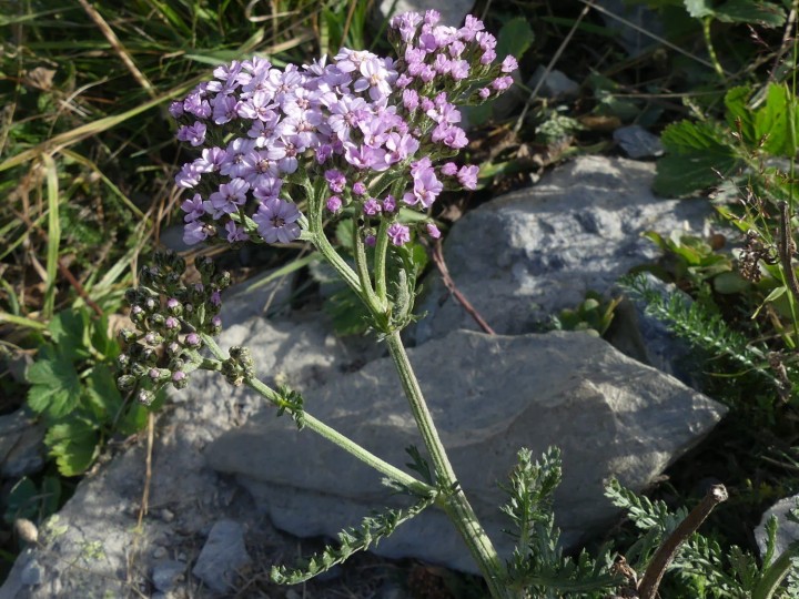 LesMenuires_2021-09-13_009_DR.JPG