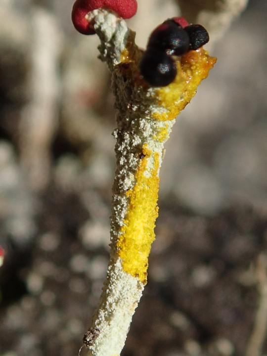 Cladonia macilenta chémomorpho. macilenta [18] [2020-05-11] P+ (16).JPG