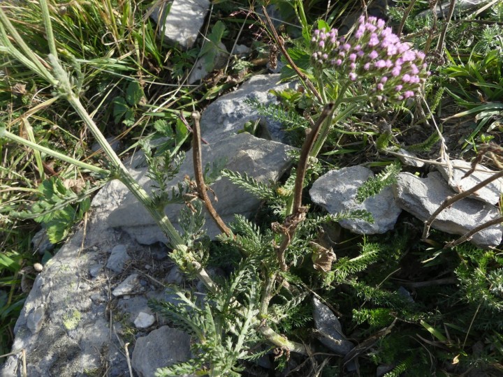 LesMenuires_2021-09-13_011_R.JPG