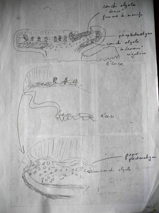 dessin micro général.jpg