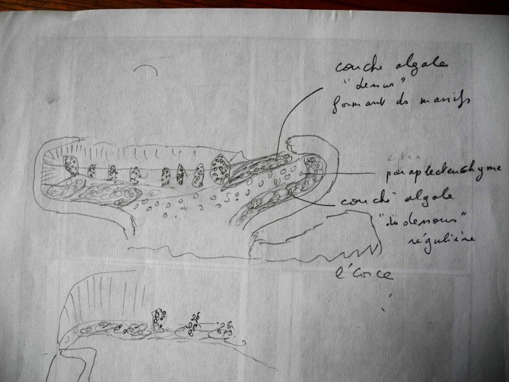 dessin micro détail.jpg