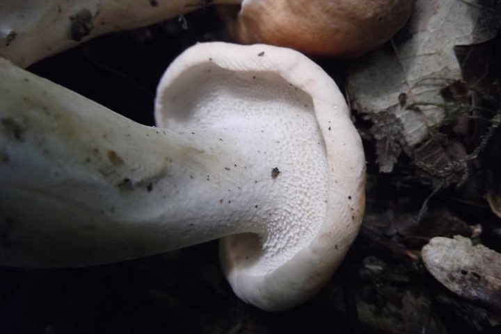 DSCF0307b.JPG