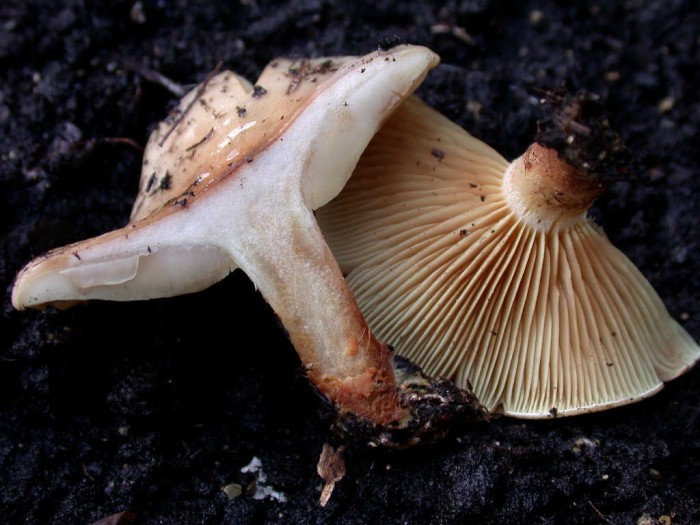 Pholiota lenta