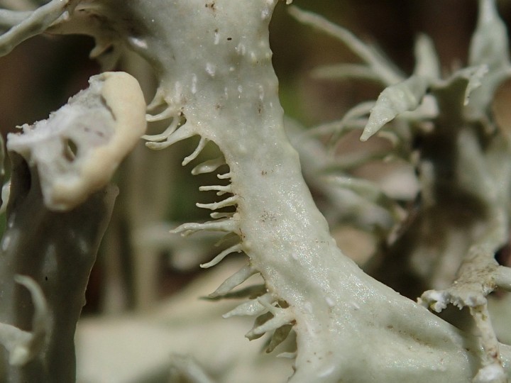Ramalina fraxinea morpho. luxurians [29] [2019-09-01] (3).JPG