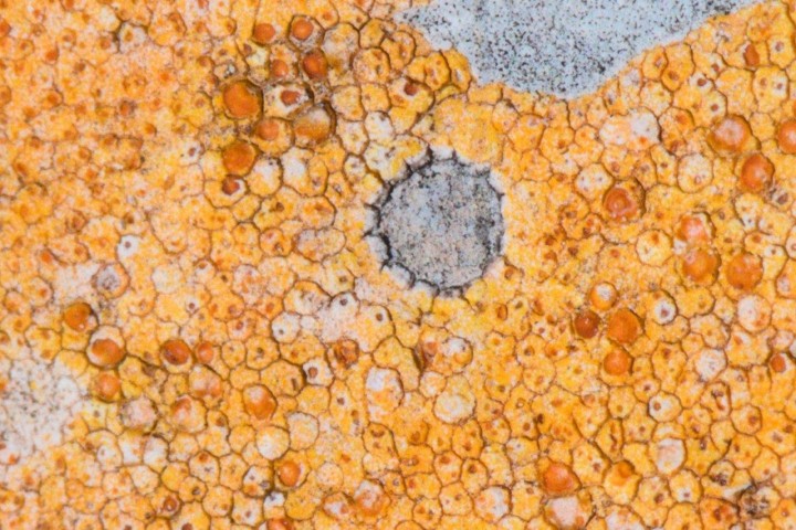 lichen sp-Courmettes-24032021-3c.jpg