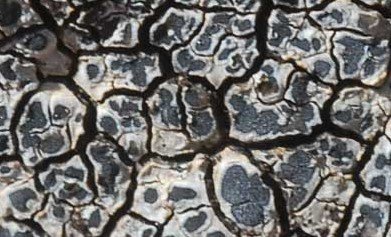 Caloplaca_chalybaea_02.jpg