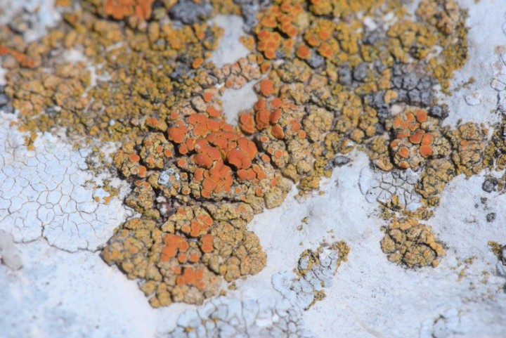 Caloplaca flavovirescens.jpg