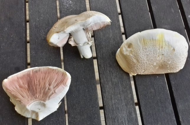 Agarics