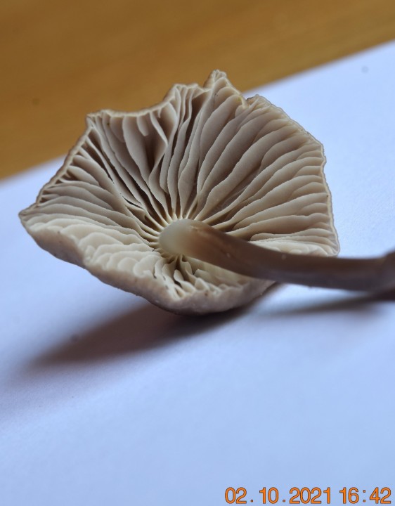 DSC_2239.JPG