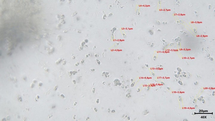 Mycena2021-10-03-12-49-29_1200.jpg