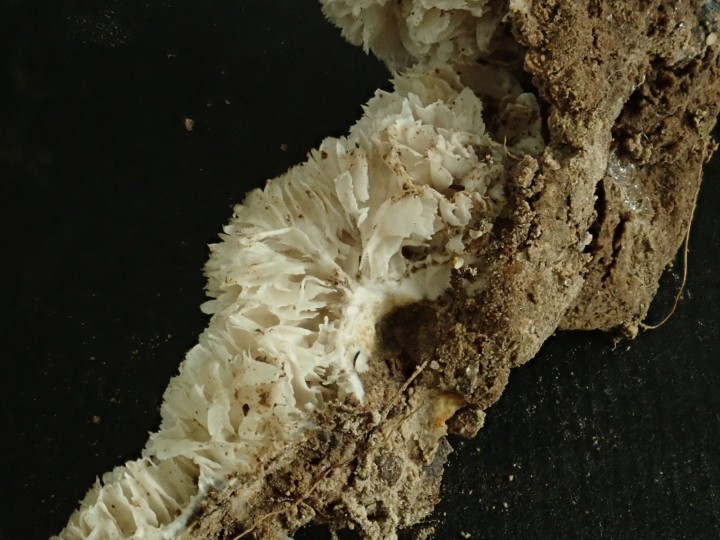 Photo Yoko Kimura-Debauve - cliquer sur l'image pour agrandir