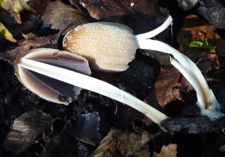 P1120852 (copie 1).JPG