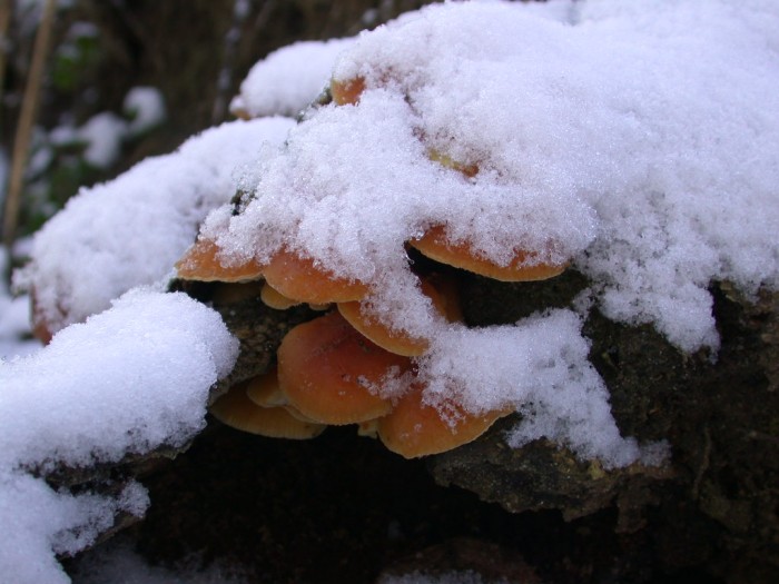 Flammulina velutipes