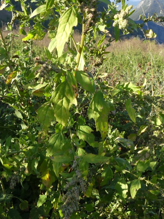 P1110585_DR.JPG