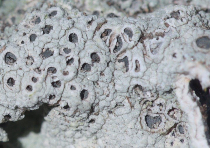_DSC3530zoom.jpg