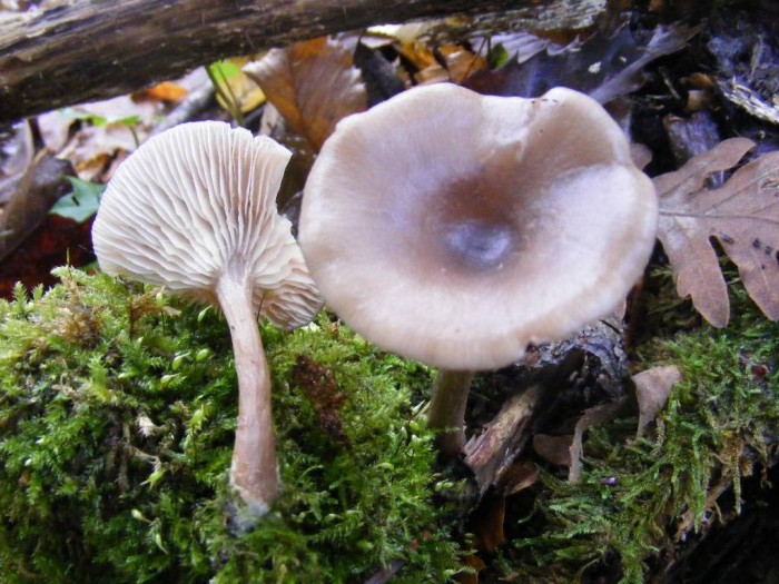 2008_0809essai0025.JPG