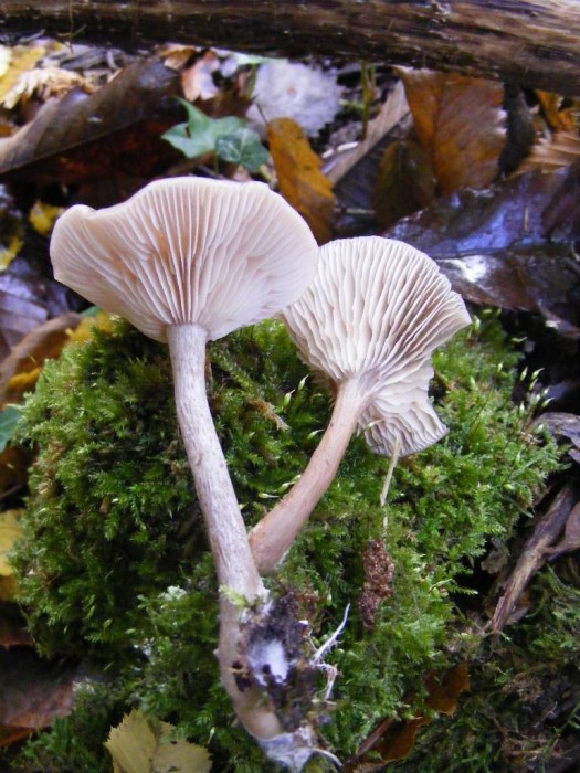 2008_0809essai0026.JPG