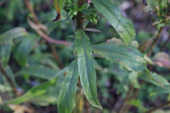 Plantimay_2021-10-14_028_R.JPG