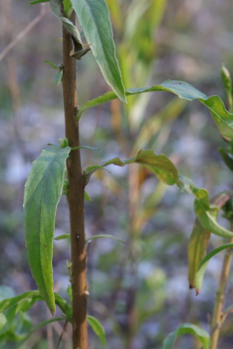 Plantimay_2021-10-14_027_DR.JPG