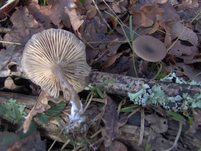 clitocybe vibecina 4.JPG