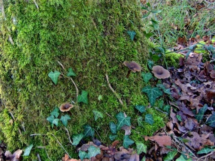 clitocybe vibecina.JPG