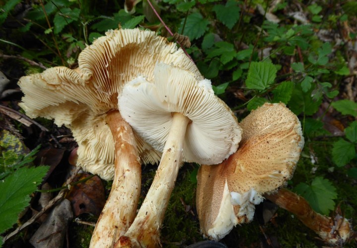 P1130027 (copie 1).JPG