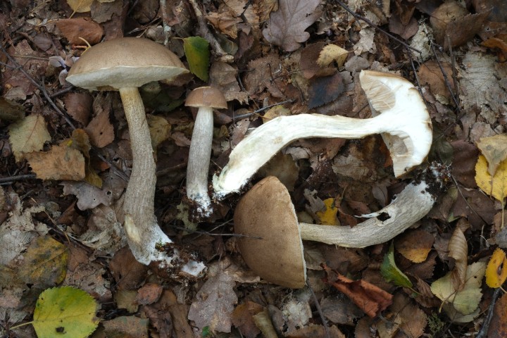 DSCF3054.JPG