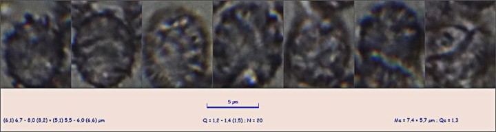 Lactarius-decipiens5936.jpg