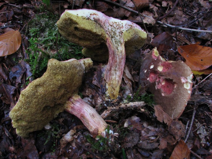 xerocomus chrysenteron.jpg