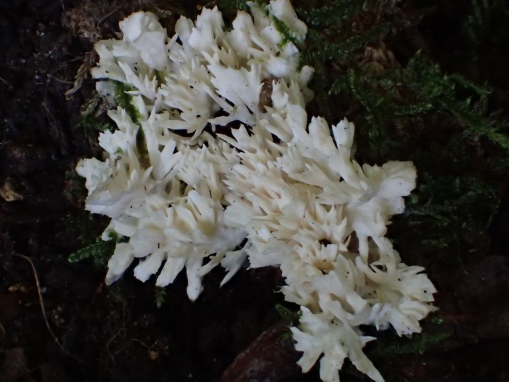 PA130087.JPG