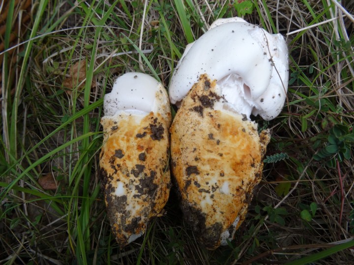 AMANITA PROXIMA