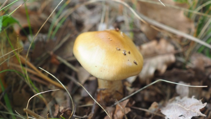 PA150088.JPG
