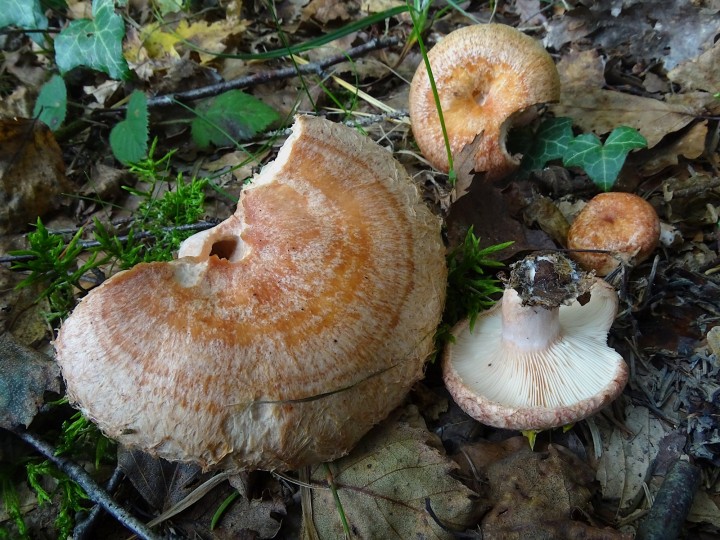 DSC02064.JPG