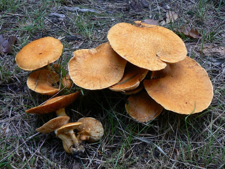 Octobre 2013 - Forêt de Maumusson (44)