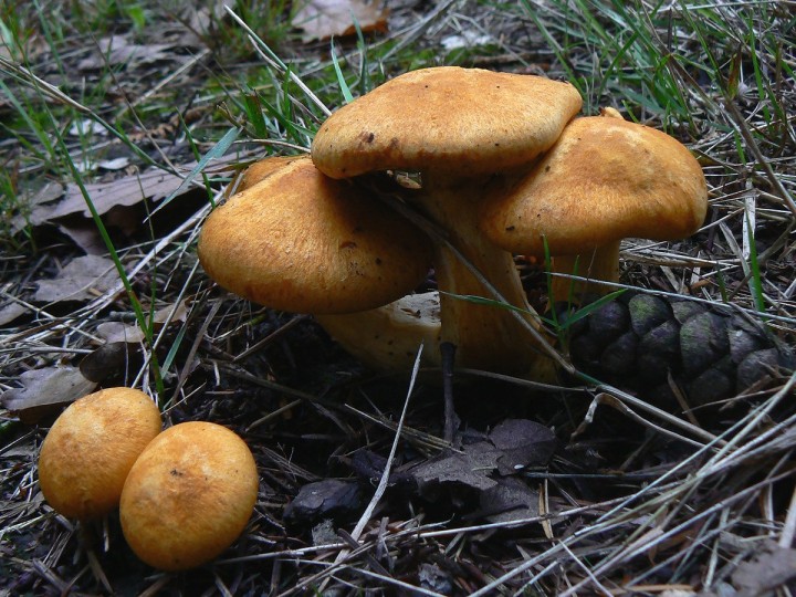 Octobre 2013 - Forêt de Maumusson (44)