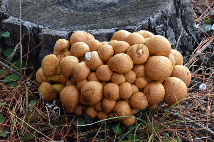 Octobre 2018 - Beg-Meil (29)