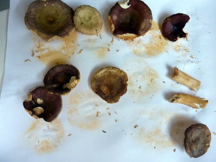 P1110870bis.JPG