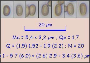 Agrocybe-firma014.jpg