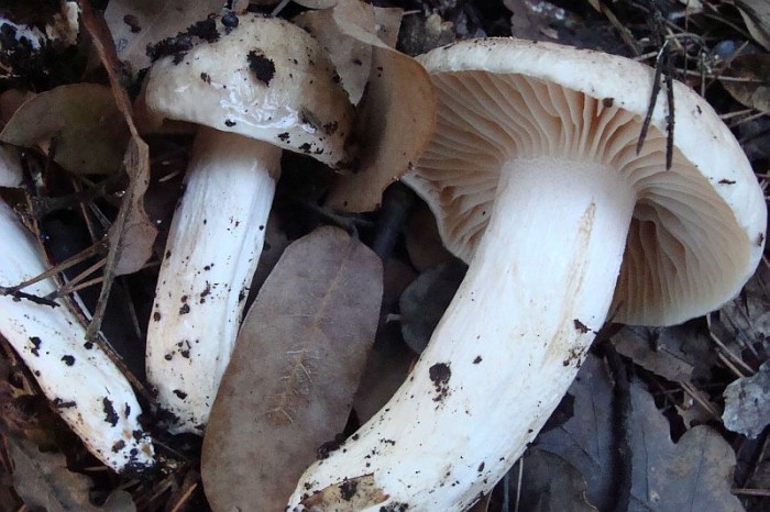 Hygrophorus sp.1.jpg