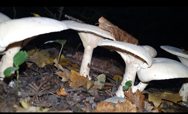 Screenshot_20211025-191912_Picture Mushroom.jpg