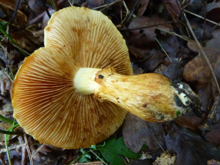 P1110929.JPG