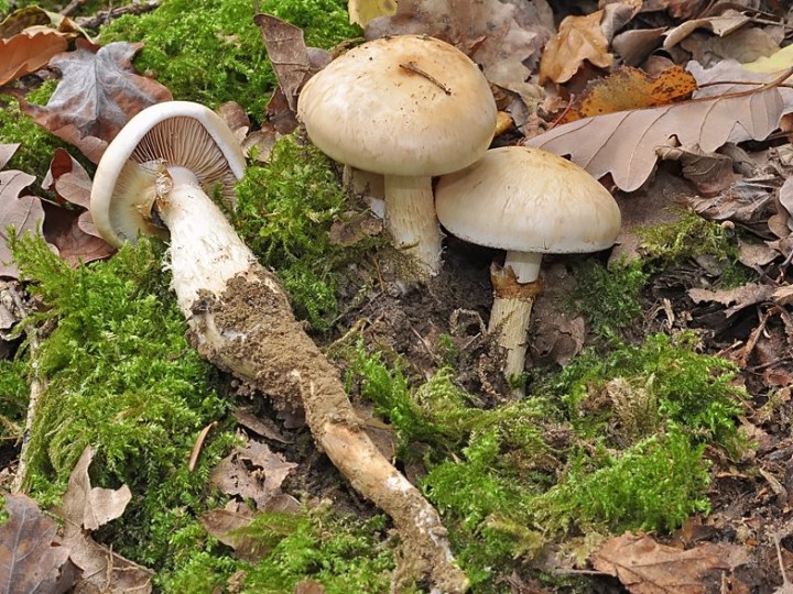 Hebeloma_radicosum.jpg