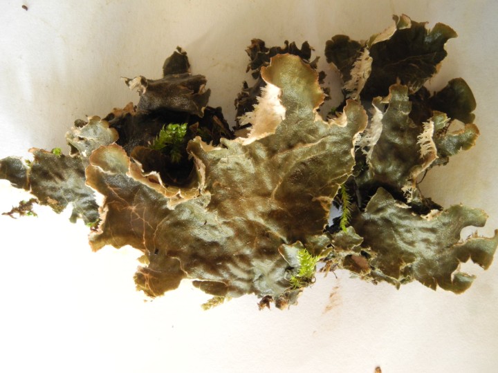 DSCN6779.JPG