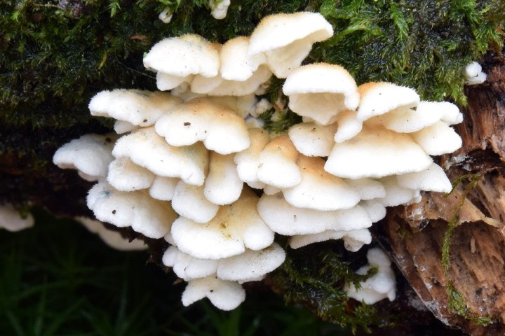 Novembre 2021 - Forêt de Maumusson (44)