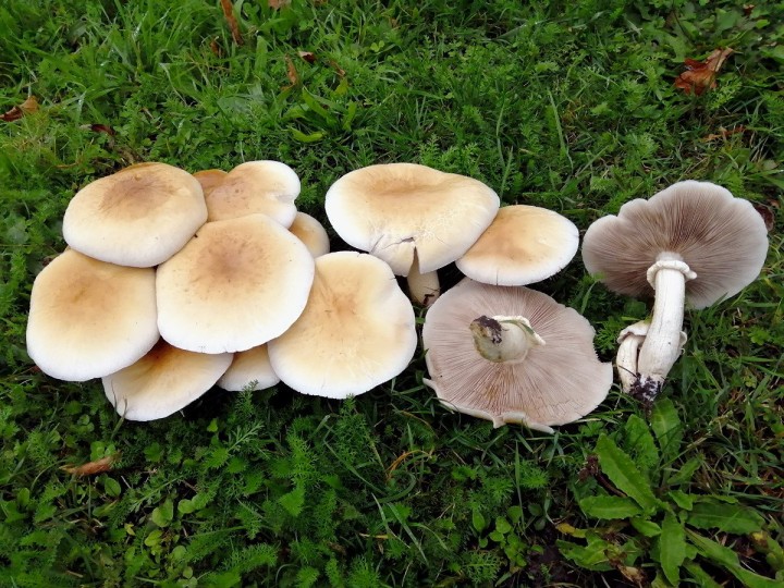 Octobre 2021, Varades (44)