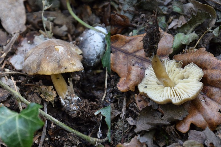 DSC_1789.jpg