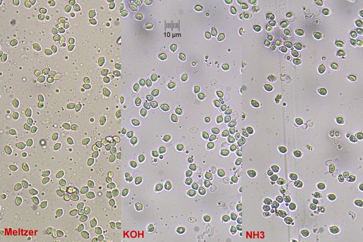 spores_x400.jpg
