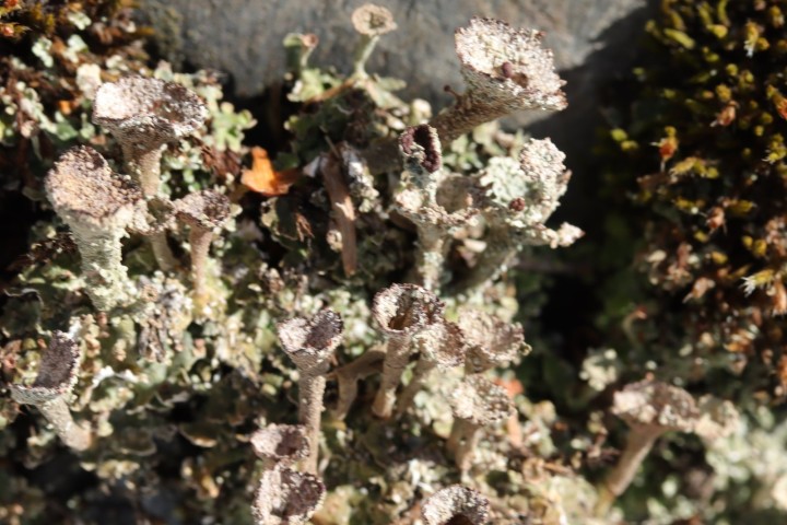 Villarlurin_2021-03-20_006_DR.JPG